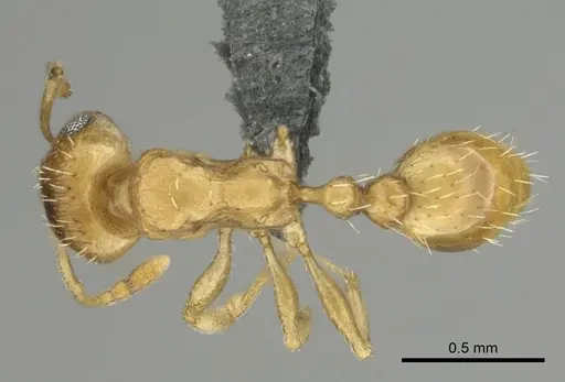 Tetramorium luteolum specimen CASENT0257344 image casent0257344_1