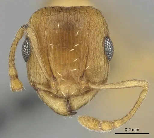 Tetramorium luteolum specimen CASENT0257344 image casent0257344_2