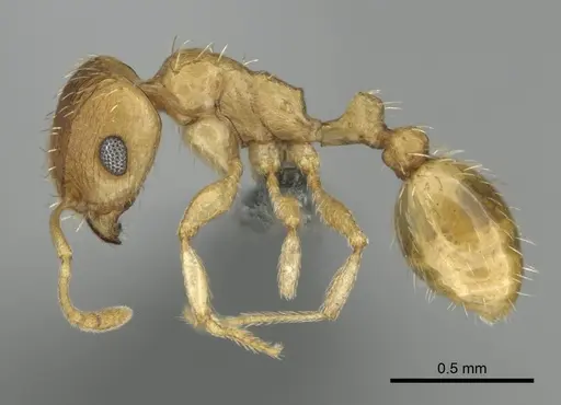 Tetramorium luteolum specimen CASENT0257344 image casent0257344_3