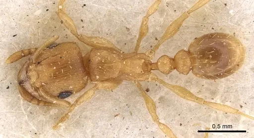 Tetramorium luteolum specimen CASENT0901216 image casent0901216_1