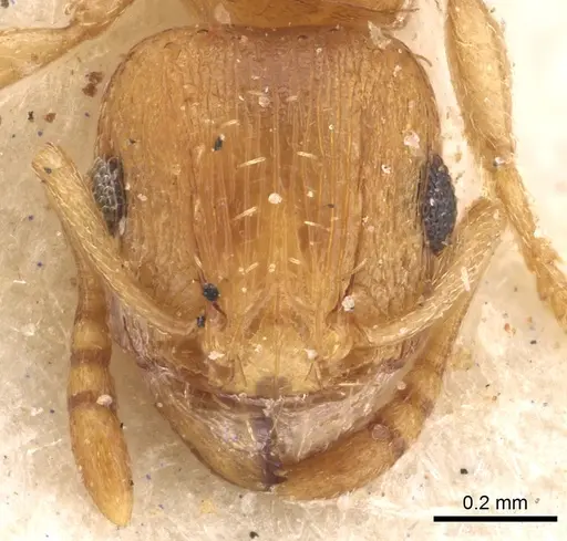 Tetramorium luteolum specimen CASENT0901216 image casent0901216_2