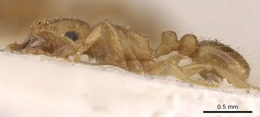 Tetramorium luteolum specimen CASENT0901216 image casent0901216_3