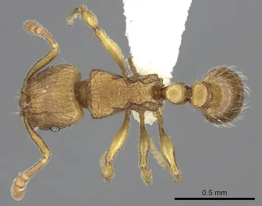Tetramorium mackae specimen CASENT0189093 image casent0189093_1
