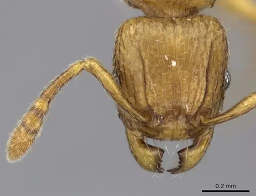 Tetramorium mackae specimen CASENT0189093 image casent0189093_2