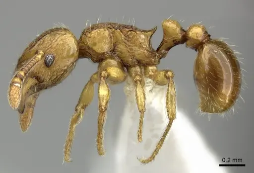 Tetramorium mackae specimen CASENT0189093 image casent0189093_3