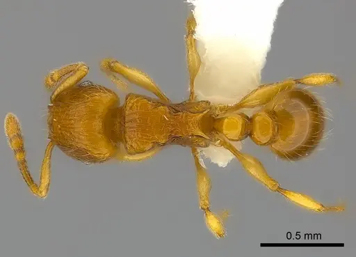 Tetramorium mackae specimen CASENT0217710 image casent0217710_1