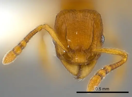 Tetramorium mackae specimen CASENT0217710 image casent0217710_2