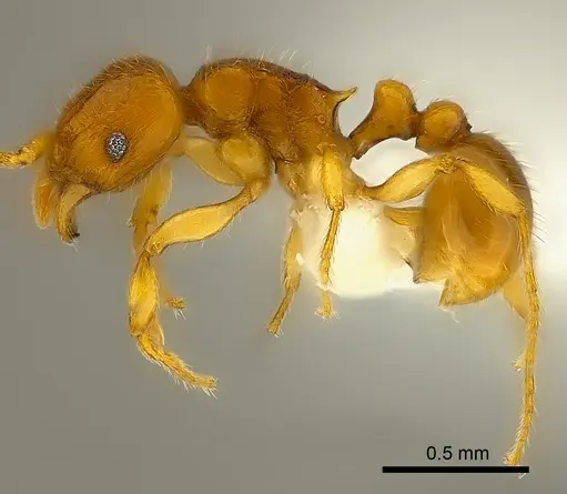 Tetramorium mackae specimen CASENT0217710 image casent0217710_3