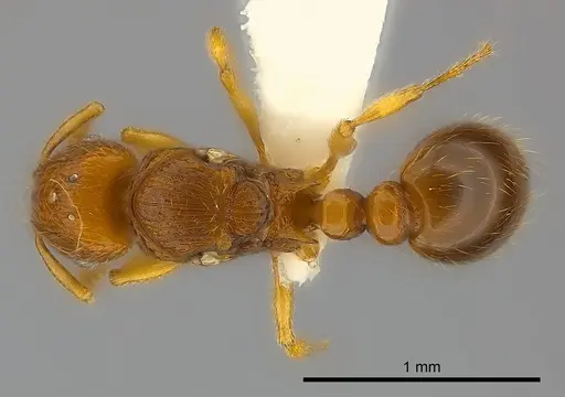 Tetramorium mackae specimen CASENT0217711 image casent0217711_1
