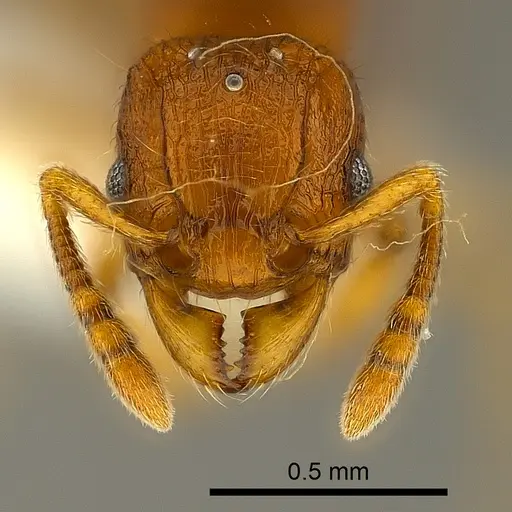 Tetramorium mackae specimen CASENT0217711 image casent0217711_2