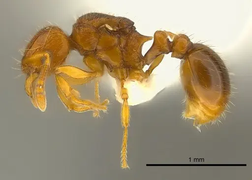 Tetramorium mackae specimen CASENT0217711 image casent0217711_3
