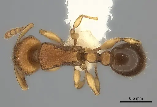 Tetramorium mackae specimen CASENT0217864 image casent0217864_1