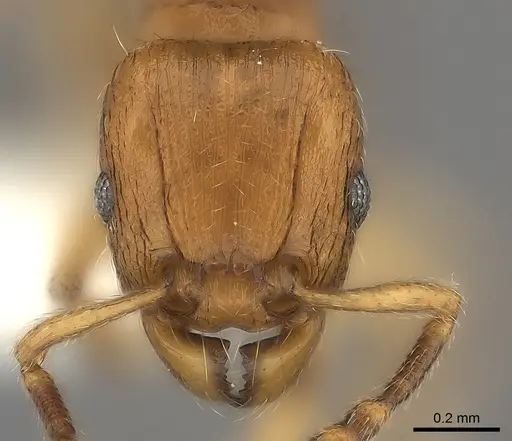 Tetramorium mackae specimen CASENT0217864 image casent0217864_2