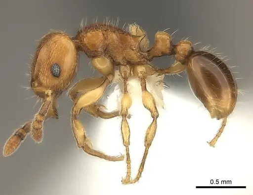 Tetramorium mackae specimen CASENT0217864 image casent0217864_3