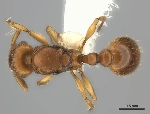 Tetramorium mackae specimen CASENT0217865 image casent0217865_1