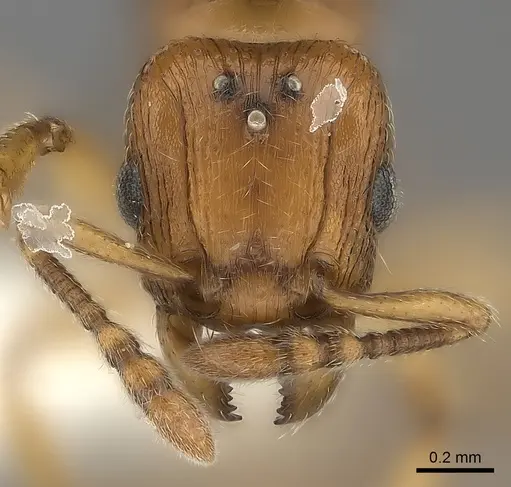 Tetramorium mackae specimen CASENT0217865 image casent0217865_2