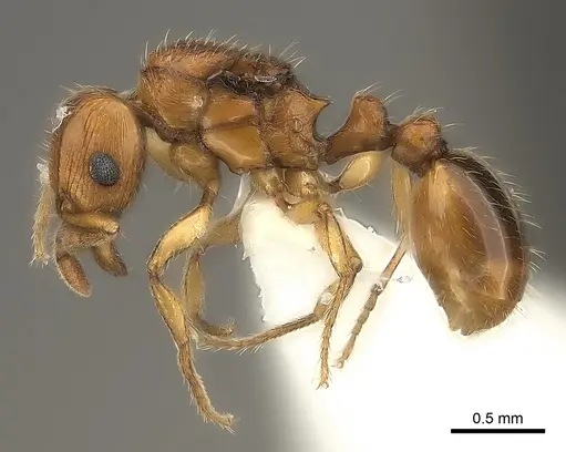 Tetramorium mackae specimen CASENT0217865 image casent0217865_3