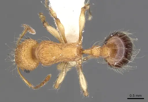 Tetramorium magnificum specimen CASENT0901227 image casent0901227_1