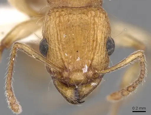 Tetramorium magnificum specimen CASENT0901227 image casent0901227_2