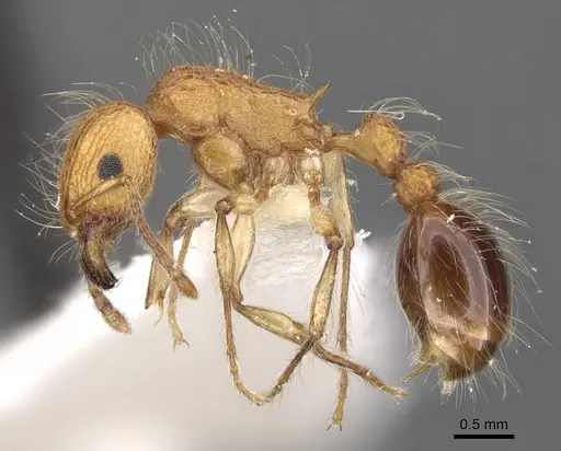 Tetramorium magnificum specimen CASENT0901227 image casent0901227_3