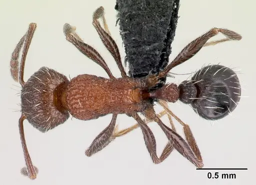 Tetramorium mahafaly specimen CASENT0448984 image casent0448984_1