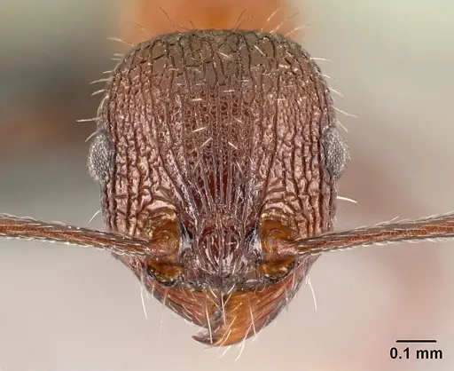 Tetramorium mahafaly specimen CASENT0448984 image casent0448984_2