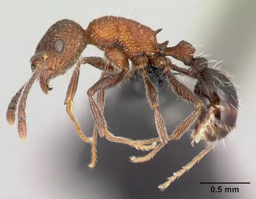 Tetramorium mahafaly specimen CASENT0448984 image casent0448984_3