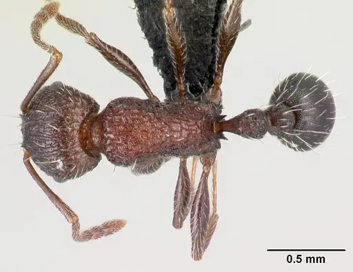 Tetramorium mahafaly specimen CASENT0449159 image casent0449159_1
