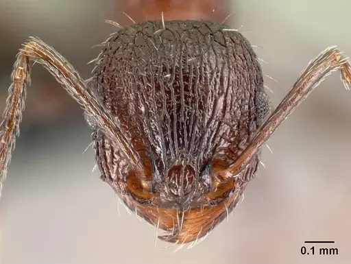 Tetramorium mahafaly specimen CASENT0449159 image casent0449159_2