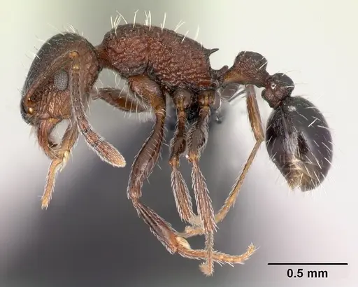 Tetramorium mahafaly specimen CASENT0449159 image casent0449159_3