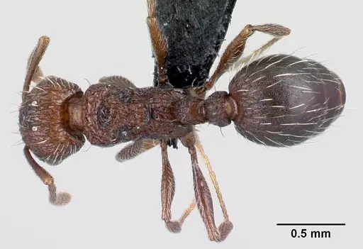 Tetramorium mahafaly specimen CASENT0455198 image casent0455198_1