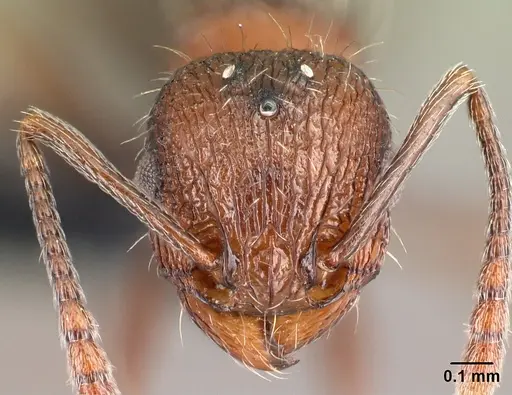 Tetramorium mahafaly specimen CASENT0455198 image casent0455198_2