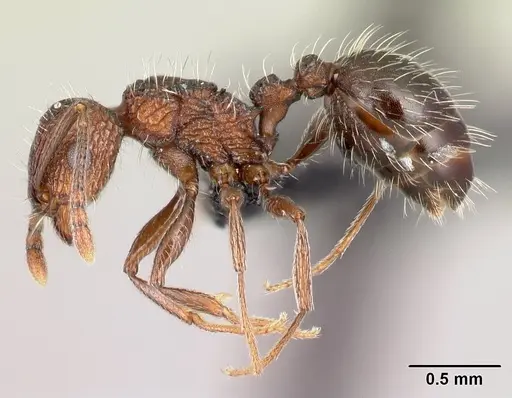 Tetramorium mahafaly specimen CASENT0455198 image casent0455198_3
