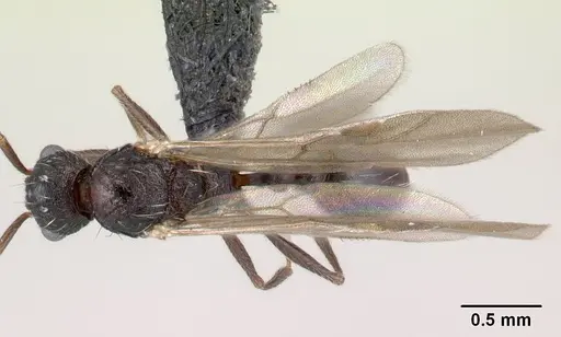 Tetramorium mahafaly specimen CASENT0455549 image casent0455549_1