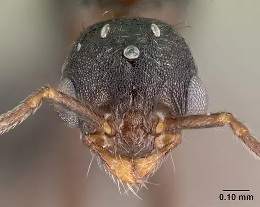 Tetramorium mahafaly specimen CASENT0455549 image casent0455549_2