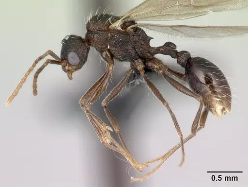 Tetramorium mahafaly specimen CASENT0455549 image casent0455549_3