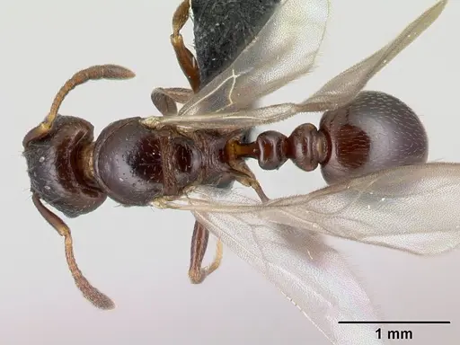 Tetramorium malagasy specimen CASENT0053490 image casent0053490_1