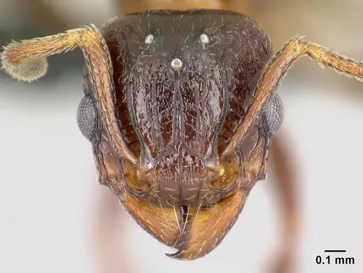 Tetramorium malagasy specimen CASENT0053490 image casent0053490_2