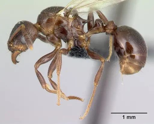 Tetramorium malagasy specimen CASENT0053490 image casent0053490_3