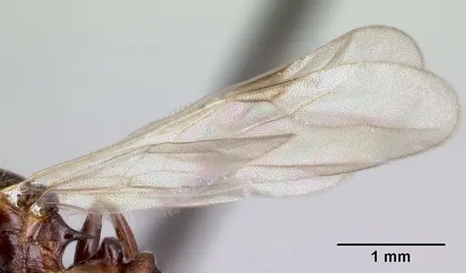 Tetramorium malagasy specimen CASENT0053490 image casent0053490_4