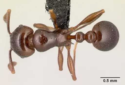 Tetramorium malagasy specimen CASENT0449550 image casent0449550_1