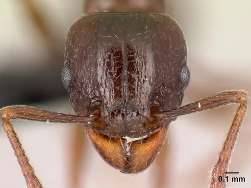 Tetramorium malagasy specimen CASENT0449550 image casent0449550_2