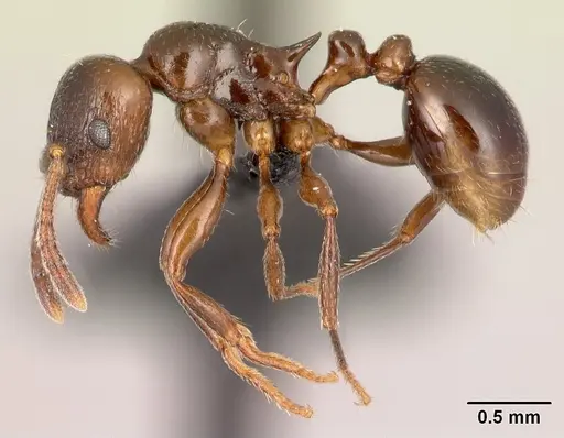 Tetramorium malagasy specimen CASENT0449550 image casent0449550_3