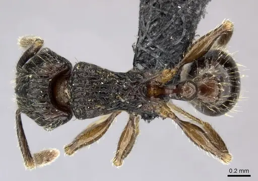 Tetramorium mallenseana specimen CASENT0039659 image casent0039659_1