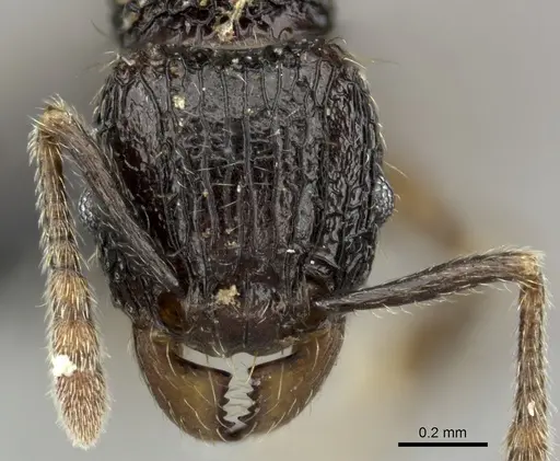 Tetramorium mallenseana specimen CASENT0039659 image casent0039659_2