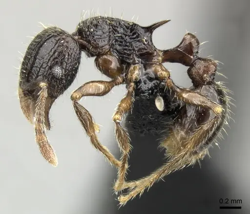 Tetramorium mallenseana specimen CASENT0039659 image casent0039659_3