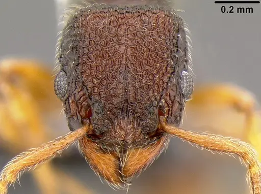 Tetramorium manni specimen CASENT0171048 image casent0171048_1