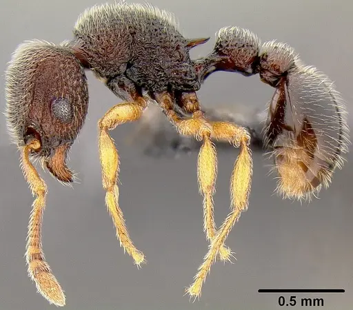 Tetramorium manni specimen CASENT0171048 image casent0171048_2