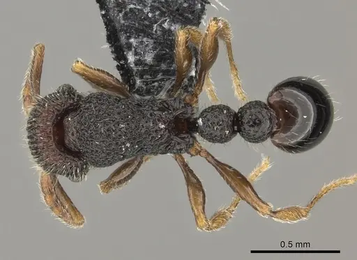 Tetramorium manni specimen CASENT0183012 image casent0183012_1