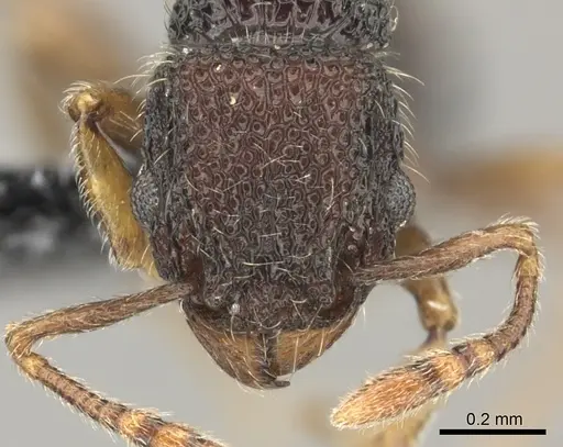Tetramorium manni specimen CASENT0183012 image casent0183012_2